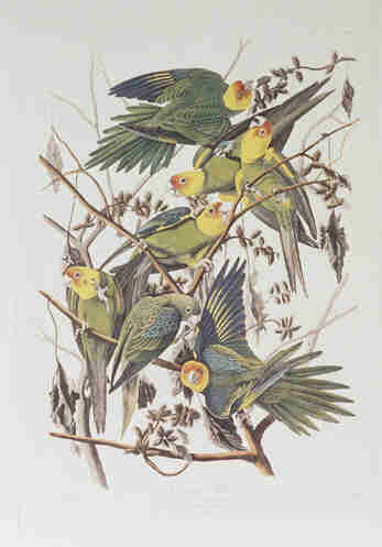 California parakeets