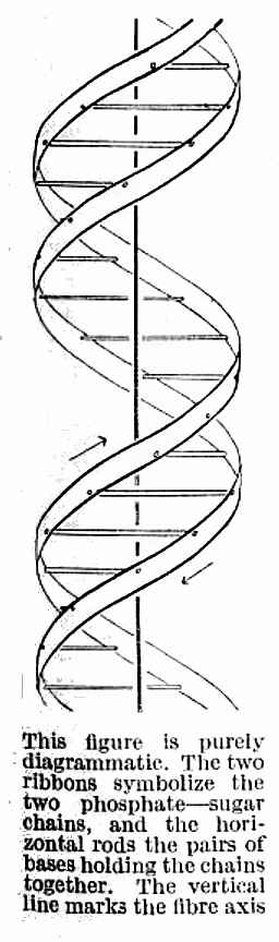 original DNA diagram