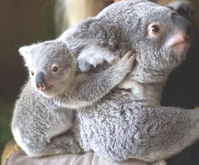 koala mom and son