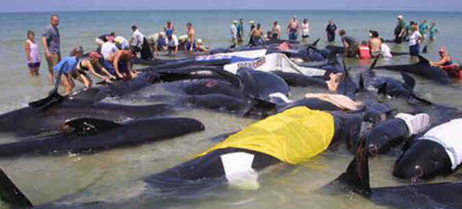 beached pilot whales