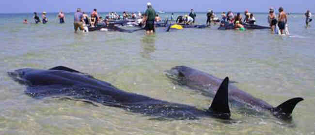dead pilot whales floating