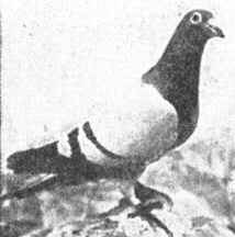 pigeon héroïque