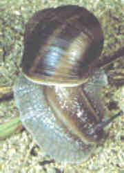 Corsican Snail