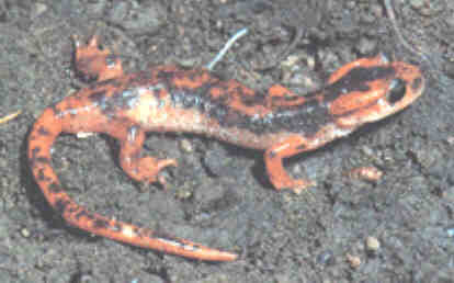 Luschan's Salamander