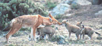 Ethiopan wolf mother and cubs