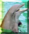 delfino che parla
