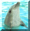 un delfino affamato