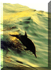 un altro delfino affamato