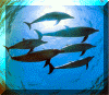 sei delfini affamati