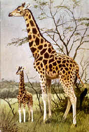 giraffa e giraffina