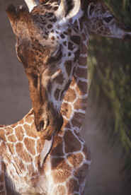 un bacino da mamma giraffa