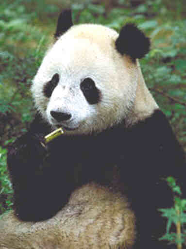 Tian Tian eating bamboo