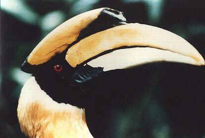 Hornbill head