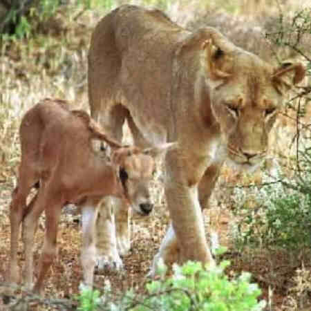 baby oryx and motherly lioness