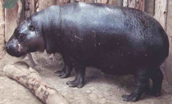 another pygmy hippo
