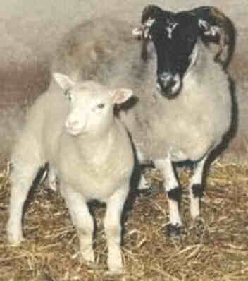 Dolly and surrogate mom