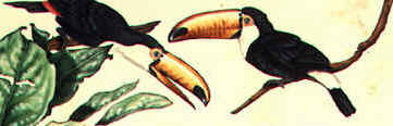 two toucans can too