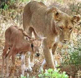 baby oryx and motherly lioness